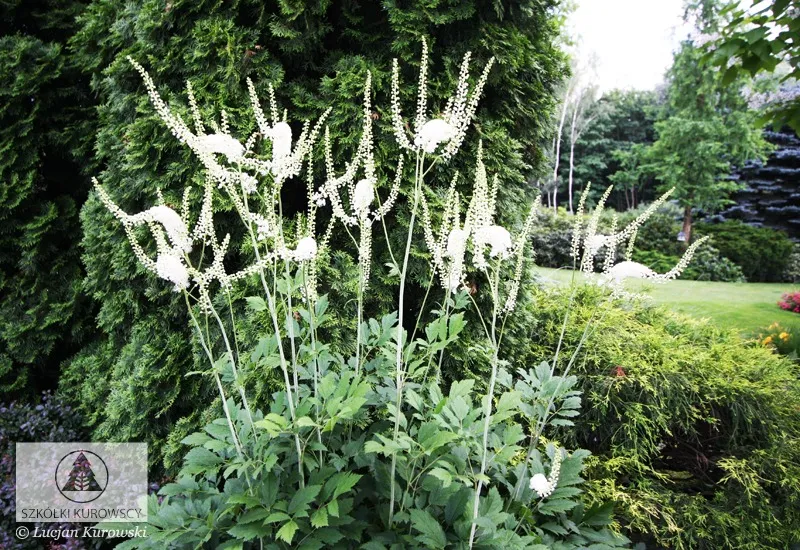 Perennials