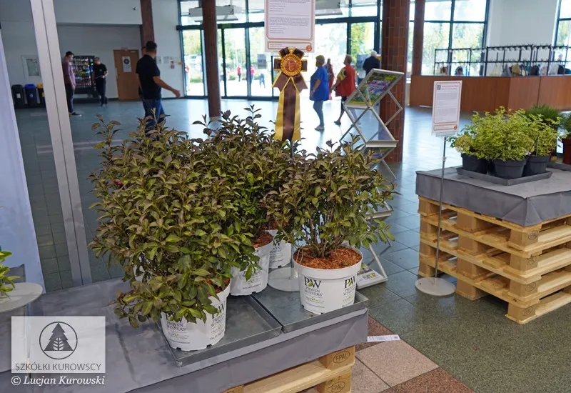 Container-grown plants