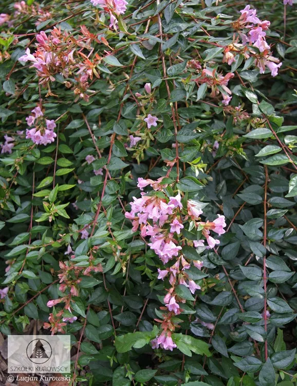 Deciduous plants