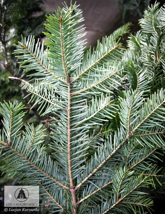 Conifers