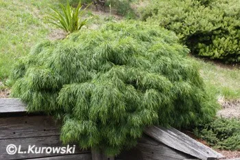 Exotic plants